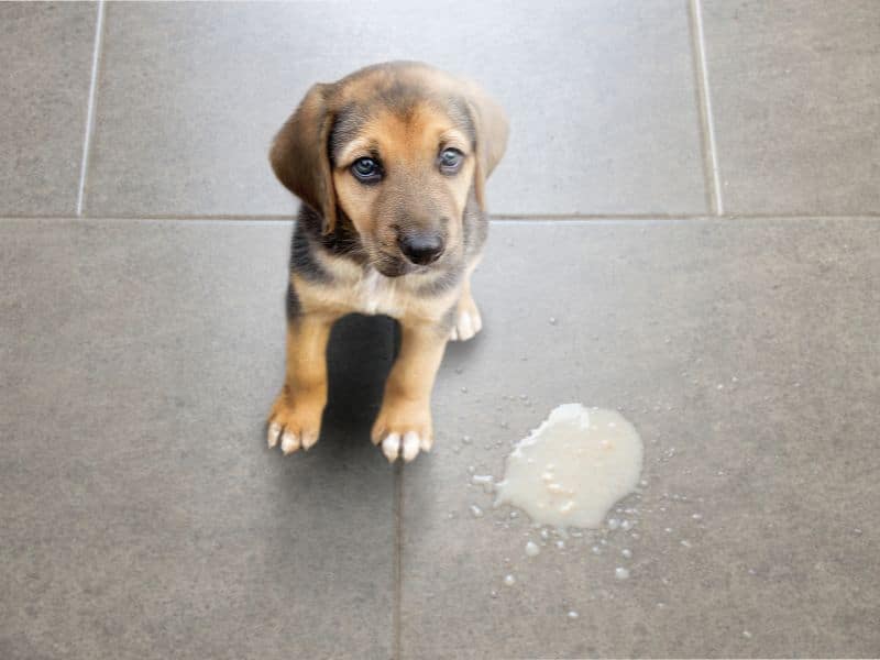 quitar olor pis perro